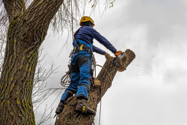 Mulching Services in Greenville, MS